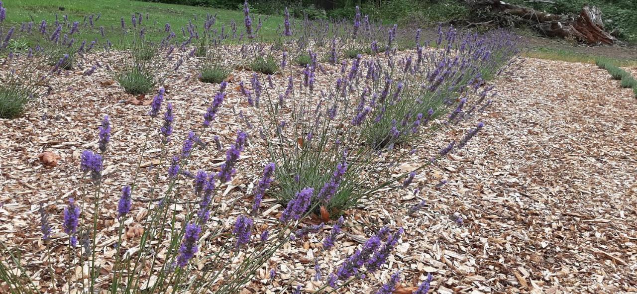 Angels Rest B&B Lavender Farm Skamania Екстер'єр фото